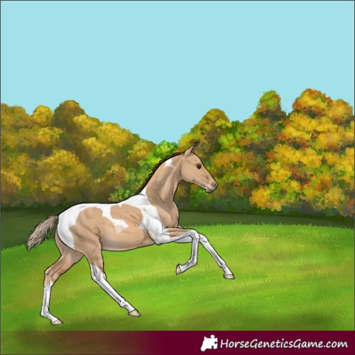 Horse Color:Red Dun Tobiano 