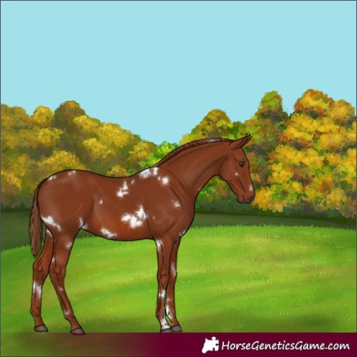 Horse Color:White Spotted Chestnut 