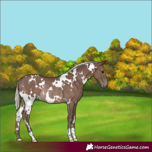 Horse Color:White Spotted Silver Black Rabicano