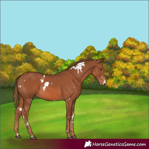 Horse Color:White Spotted Chestnut