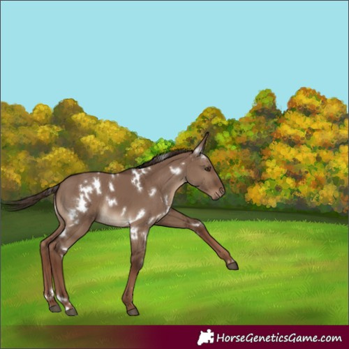 Horse Color:White Spotted Liver Red Dun Rabicano 