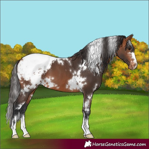 Horse Color:White Spotted Bay Varnish