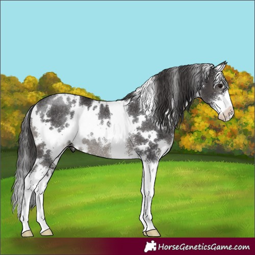 Horse Color:White Spotted Smoky Black Sabino Rabicano