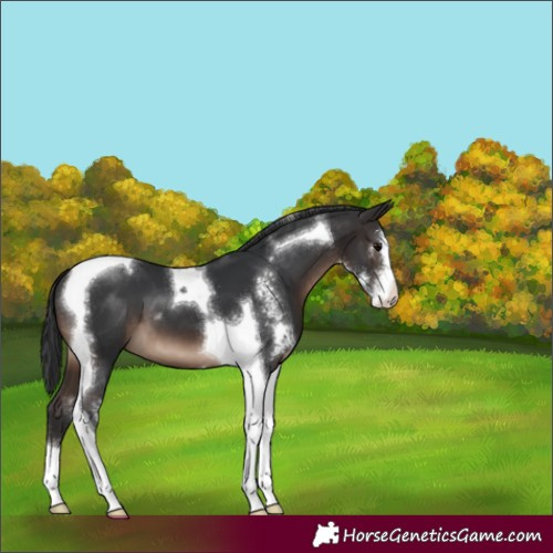 Horse Color:Brown Sabino Tobiano 