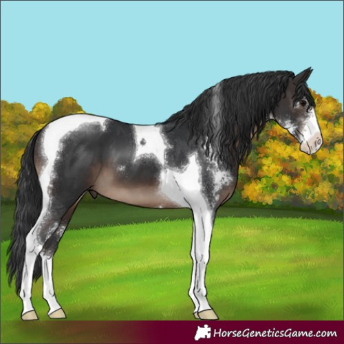 Horse Color:Brown Sabino Tobiano 