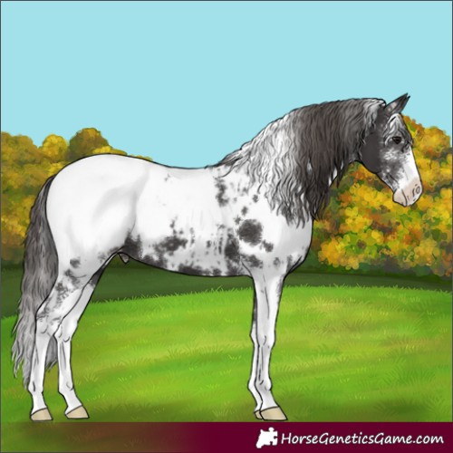 Horse Color:White Spotted Smoky Black Sabino Appaloosa