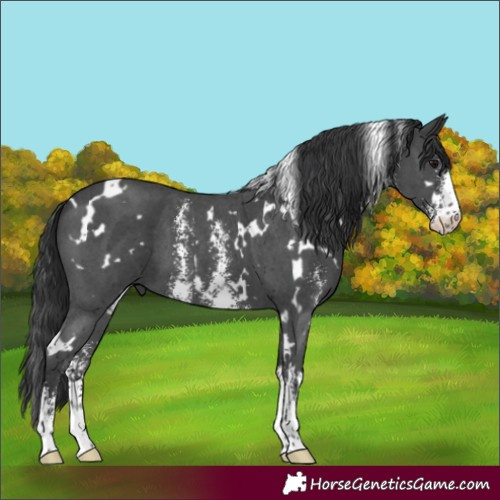 Horse Color:White Spotted Black Sabino