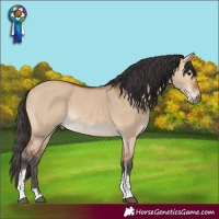 Horse Color:Bay Dun Sabino
