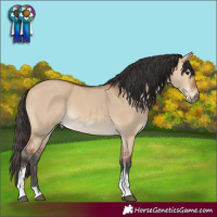 Horse Color:Bay Dun Sabino 