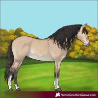 Horse Color:Bay Dun Sabino 