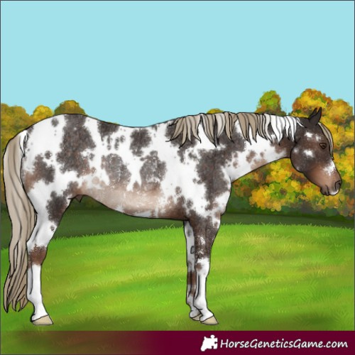 Horse Color:White Spotted Liver Chestnut Rabicano