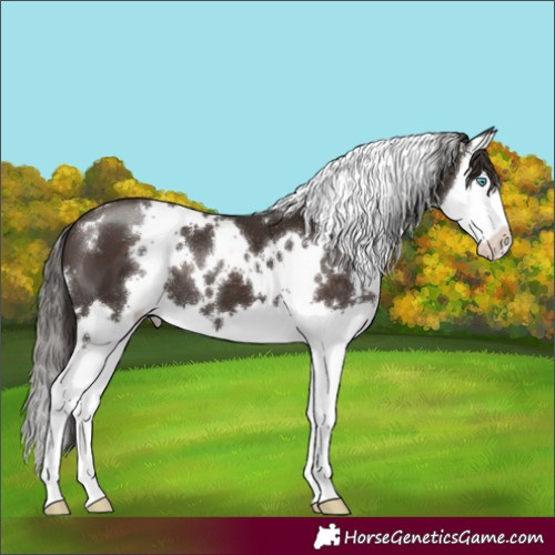 Horse Color:White Spotted Liver Chestnut Splash