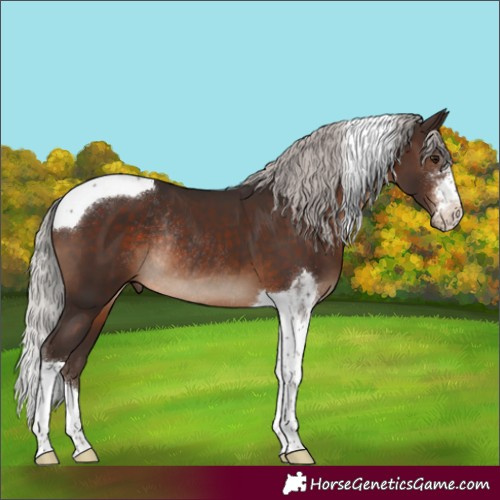 Horse Color:Silver Brown Sabino Tobiano Rabicano 