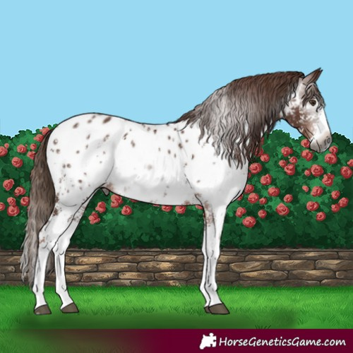 Horse Color:Gray Chestnut Sabino Splash Near Leopard 