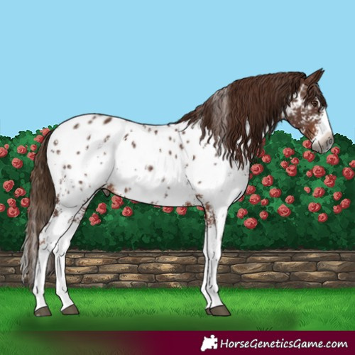 Horse Color:Gray Chestnut Sabino Splash Appaloosa 