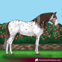 Horse Color:Gray Chestnut Sabino Splash Appaloosa