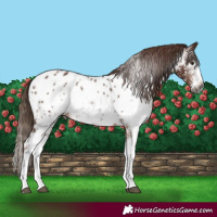 Horse Color:Gray Chestnut Sabino Splash Near Leopard 