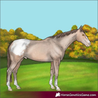 Horse Color:Amber Champagne Appaloosa 