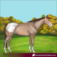 Horse Color:Amber Champagne Appaloosa 