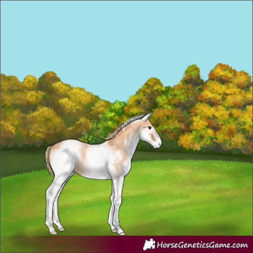 Horse Color:White Spotted Red Roan Rabicano