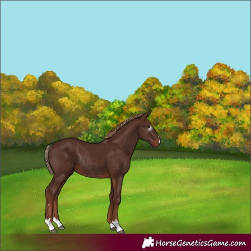 Horse Color:Gray Chestnut Rabicano
