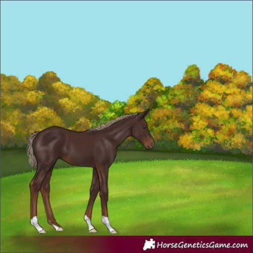 Horse Color:Liver Chestnut 