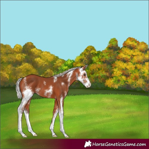 Horse Color:Silver Bay Sabino