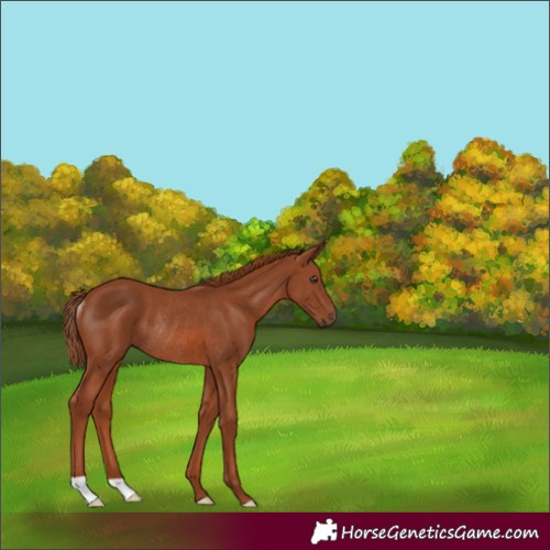 Horse Color:Chestnut Rabicano 