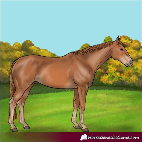 Horse Color:Chestnut 