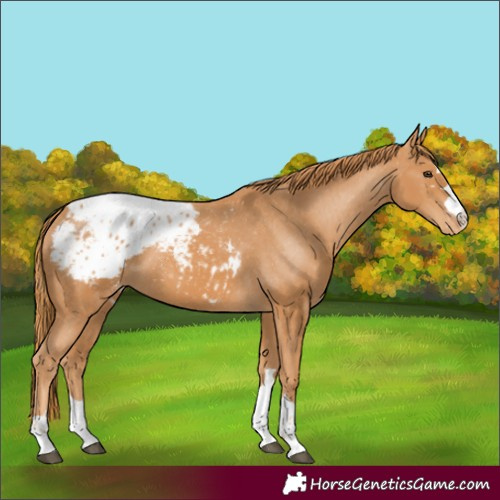 Horse Color:Chestnut Appaloosa 