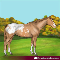 Horse Color:Chestnut Blanket