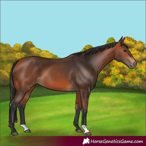 Horse Color:Bay 