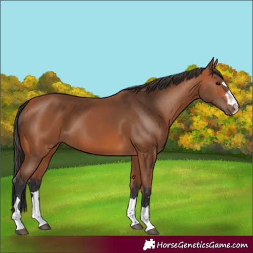 Horse Color:Bay 