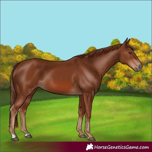 Horse Color:Chestnut 
