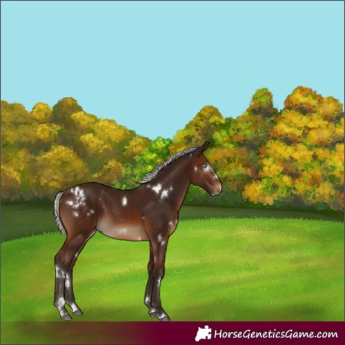 Horse Color:Gray White Spotted Silver Bay Splash
