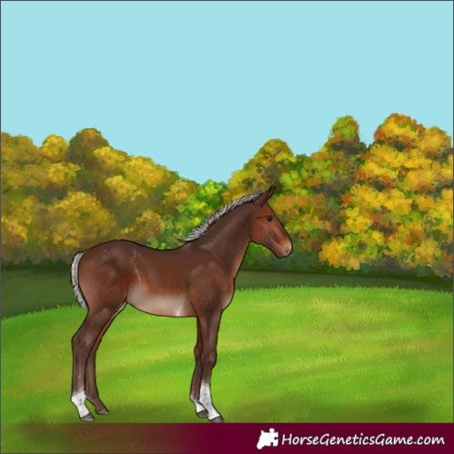 Horse Color:Silver Brown Tobiano 