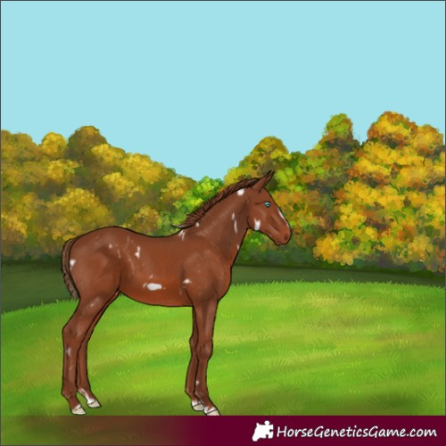 Horse Color:White Spotted Chestnut Splash Frame 