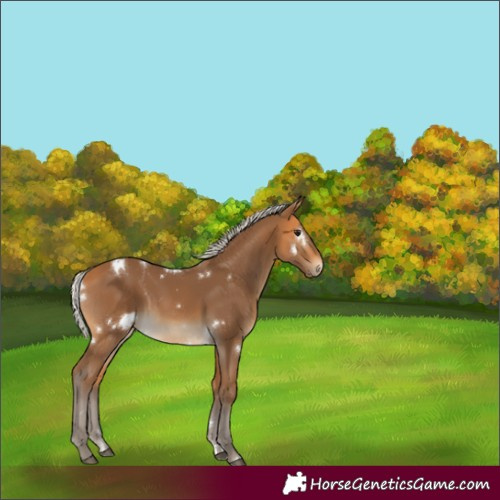 Horse Color:White Spotted Silver Buckskin 