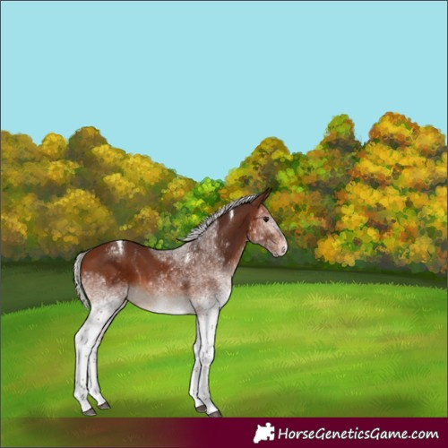 Horse Color:White Spotted Silver Bay Splash Tobiano 