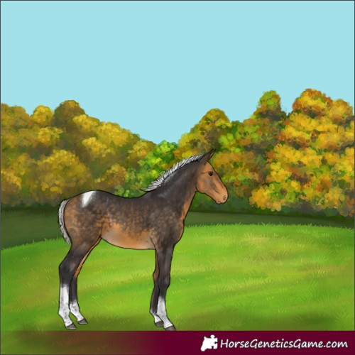 Horse Color:Silver Buckskin Tobiano