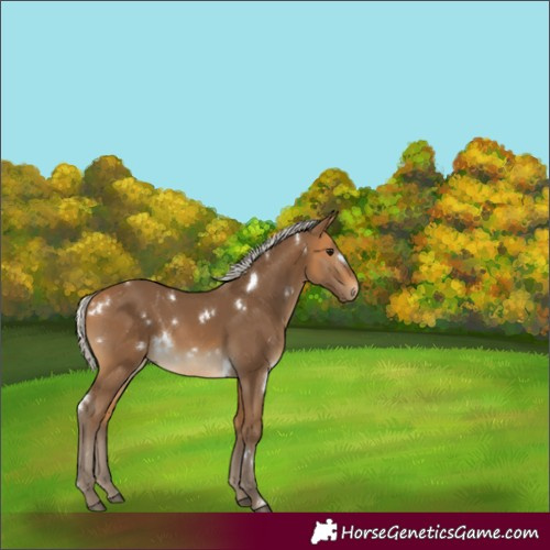 Horse Color:White Spotted Silver Buckskin 
