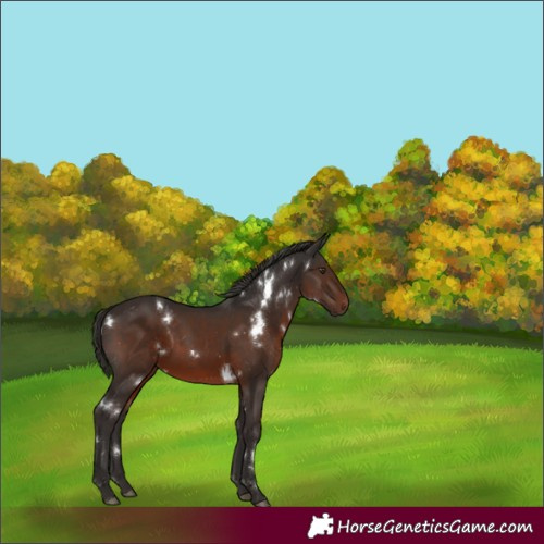 Horse Color:White Spotted Liver Chestnut Appaloosa