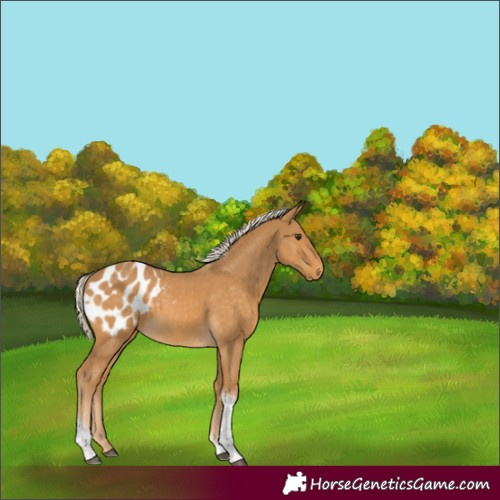 Horse Color:Palomino Tobiano Appaloosa 