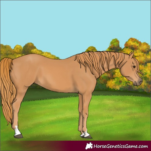 Horse Color:Chestnut 
