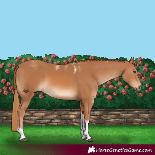 Horse Color:Powder White Chestnut Tobiano