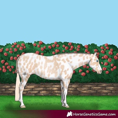 Horse Color:Palomino Pearl Splash Tobiano Appaloosa