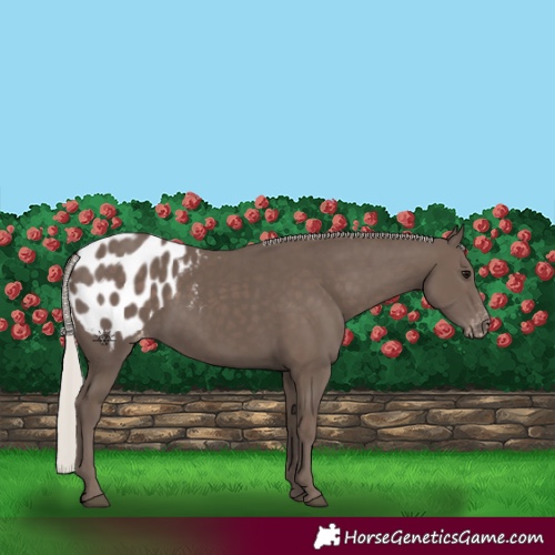 Horse Color:Silver Black Appaloosa