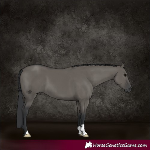 Horse Color:Platinum Grullo