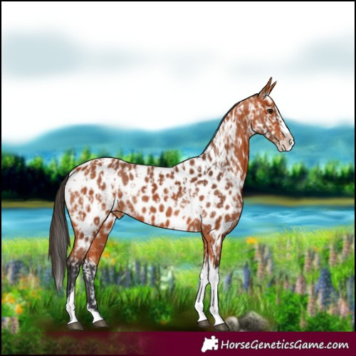 Horse Color:Bay Splash Tobiano Near Leopard  and Bay Splash Tobiano Near Leopard 