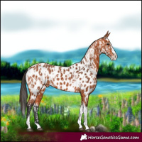 Horse Color:Bay Splash Tobiano Near Leopard and Bay Splash Tobiano Near Leopard